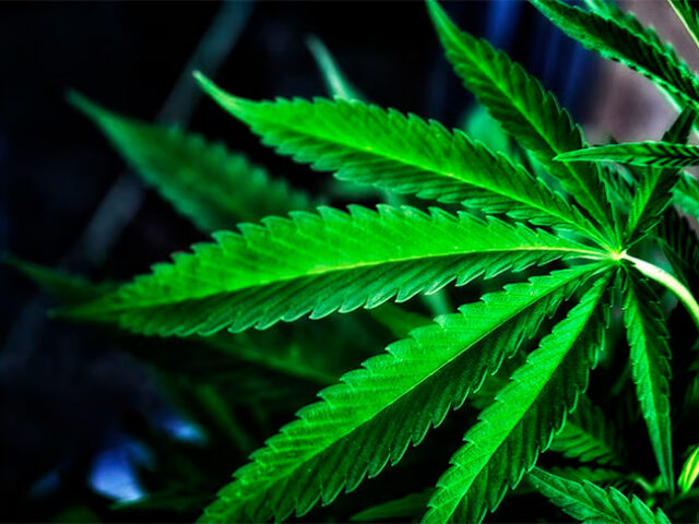Las Vegas Casinos Would Be ‘Smart’ To Consider Legal Marijuana’s Opportunities
